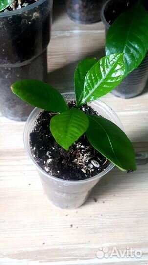 Гардения жасминовидная