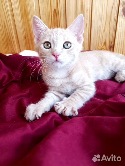 Котёнок 2 мес., мальчик