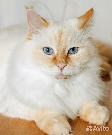 Пушистый кот Фунтик