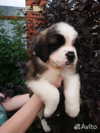 Щенки сенбернара