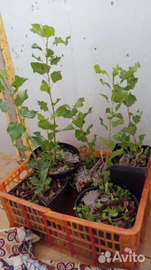 Саженец в горшке