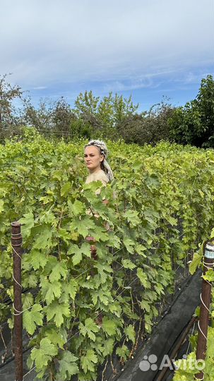 Саженцы винограда и плодовых