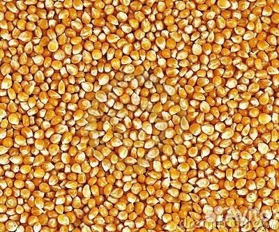 Семена гибридов кукурзы