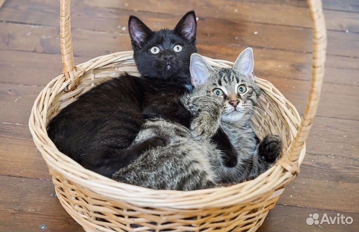 Славные котята, мальчики и девочки