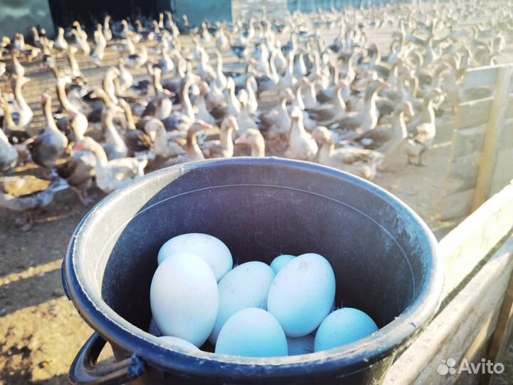 Яйцо гусиное инкубационное