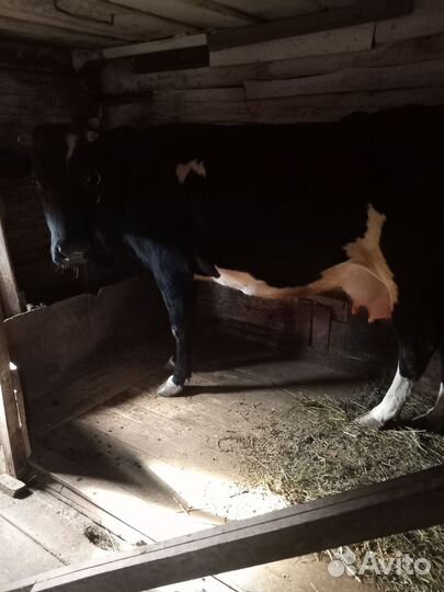 Корова дойная