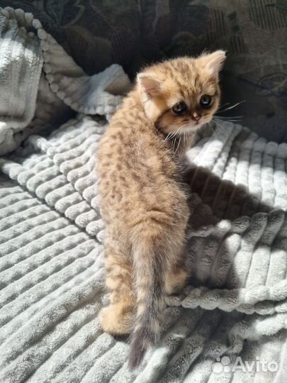 Шотландские котята