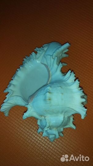 Морские ракушки раковины