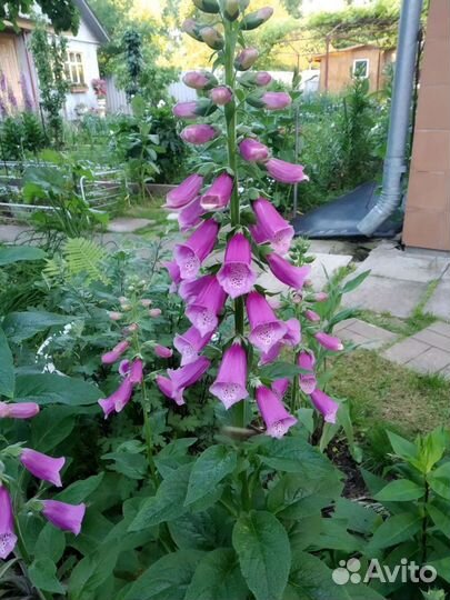 Наперстянка