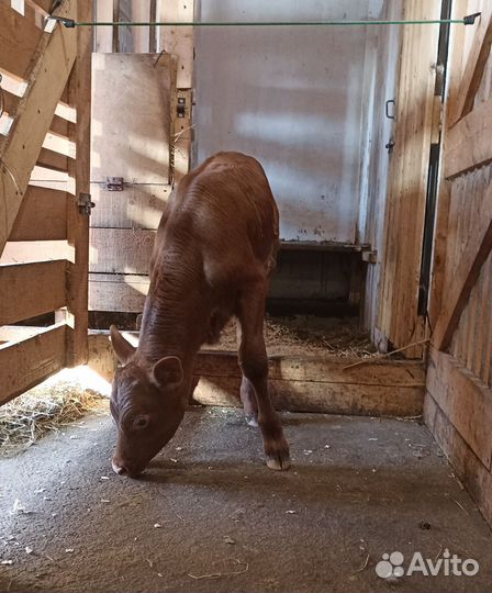 Бык на племя