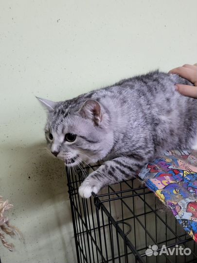 Кот Полосун