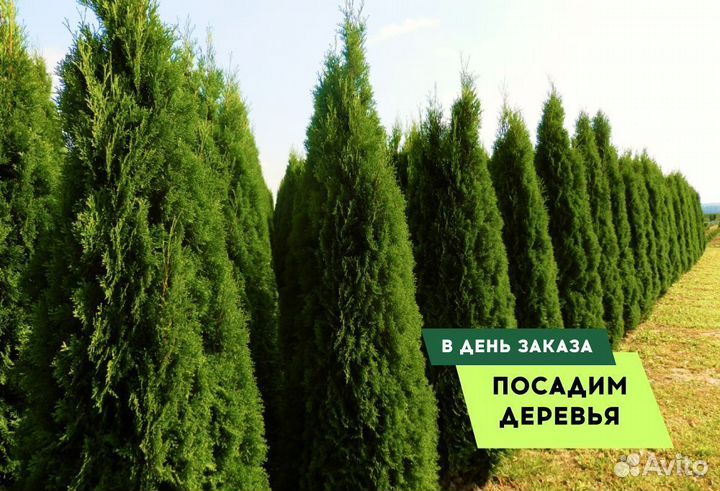 Туя в ассортименте Смарагд,Брабант,Колумна 1,5-1,8