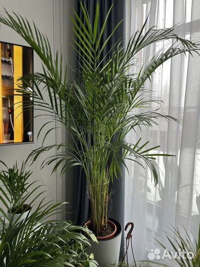 Арека(дипсис, хризалидокарпус)