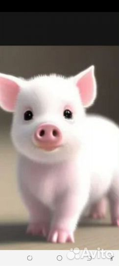 Поросята ландрас