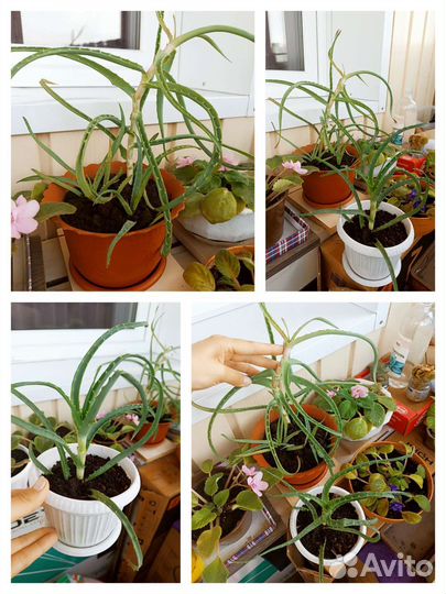 Алоэ в горшке