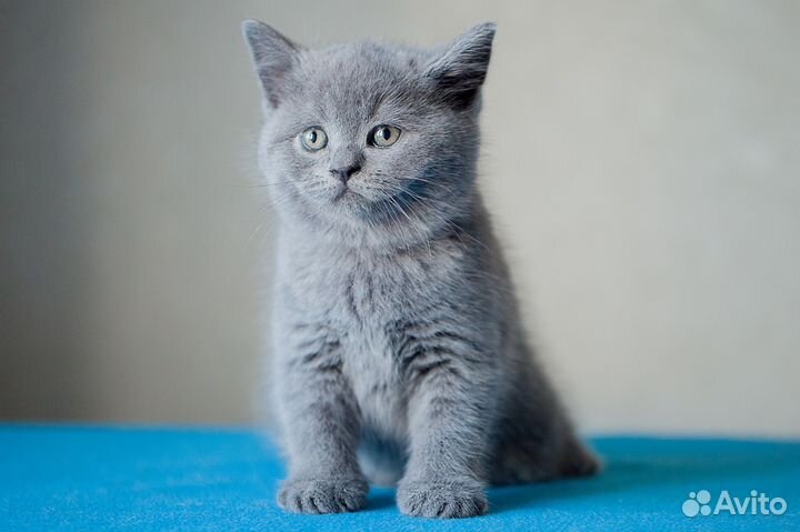 Теон британский котик от породистых родителей