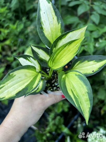 Хоста Color Festival