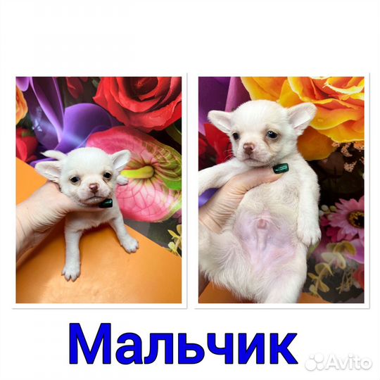 Белые мини девочки. Померанский шпиц