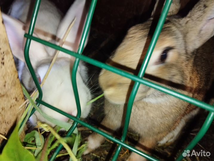 Кролики на мясо