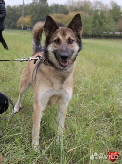 Собачка Линда из приюта ищет дом