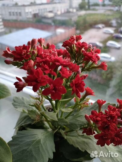 Каланхоэ pinnata