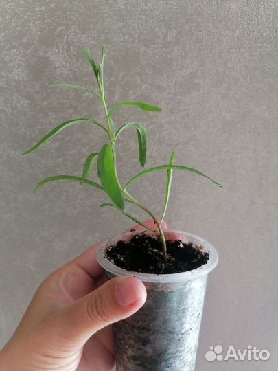 Эстрагон (тархун), рассада