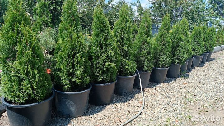 Туи Смарагд