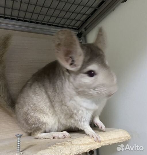 Шиншилла мальчик
