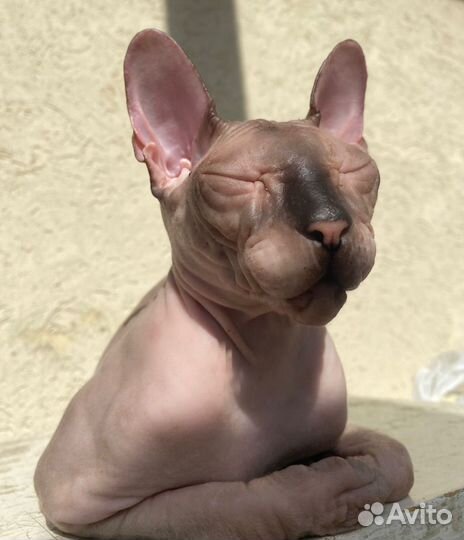 Сфинкс в добрые руки