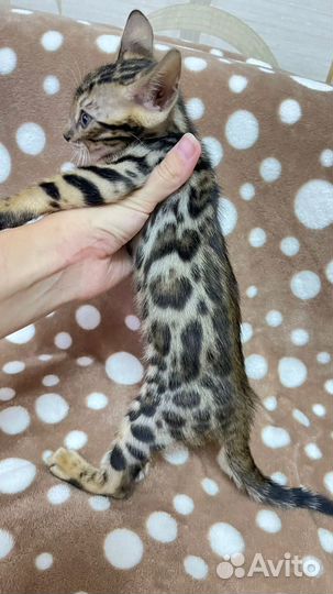 Бенгальская