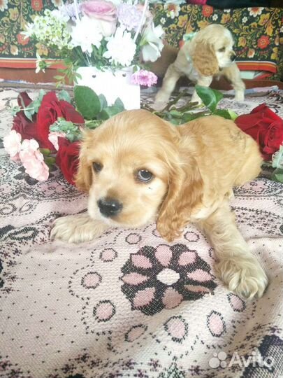 Кокер спаниель