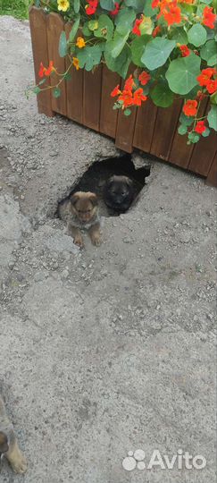 Отдам бесплатно щенки