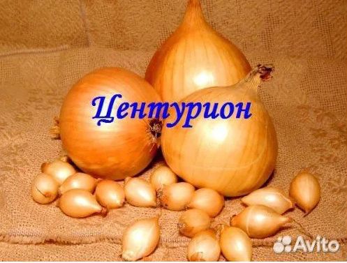 Лук севок Оптом