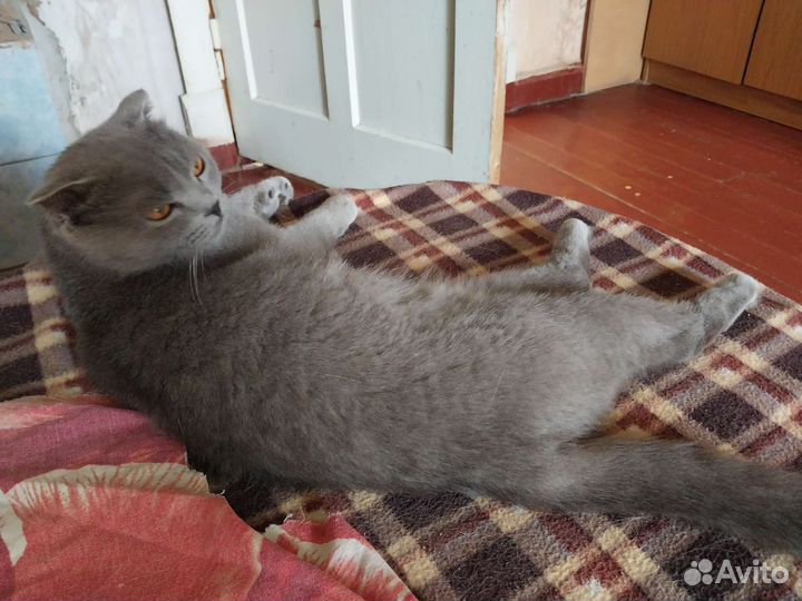 Британская