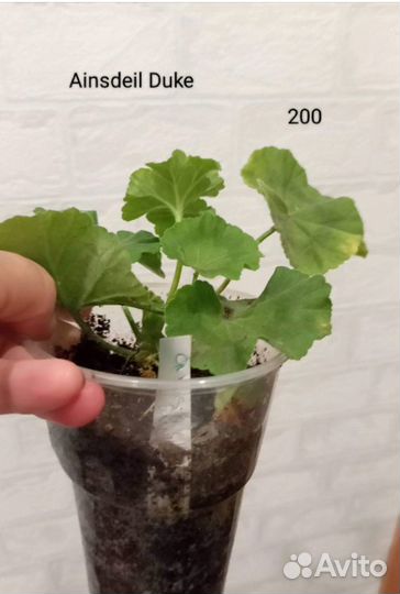 Пеларгонии сортовые