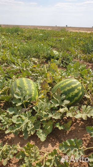 Арбуз Каристан