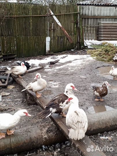 Мускусные утки (шипуны)