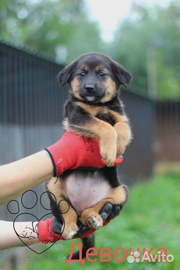 Щенки ищут дом