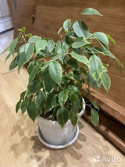 Супер очиститель воздуха Фикус Бенджамина