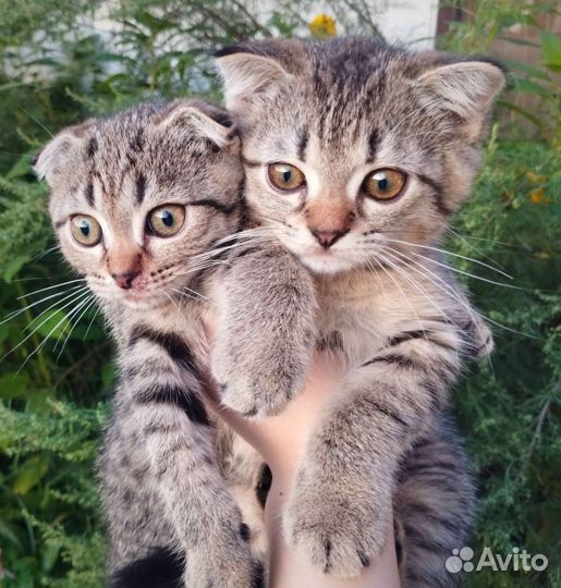 Шотландские котята