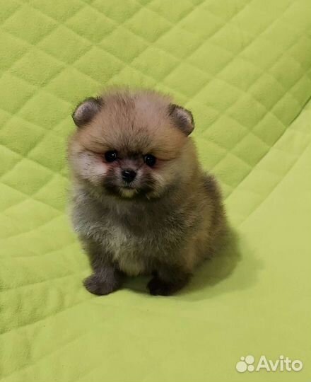 Мини-Мишки в Адлере