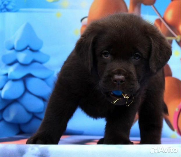 Шоколадная девочка, лабрадор