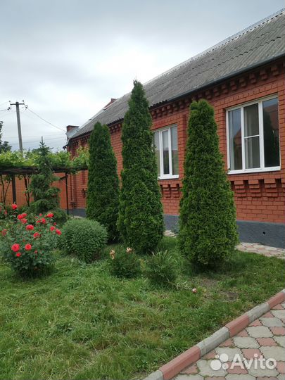 Туи смарагд