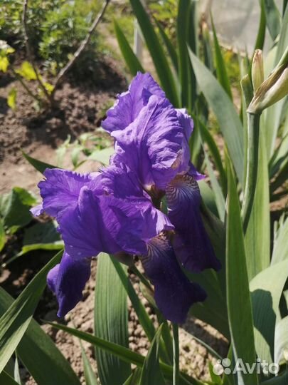 Ирисы бородатые