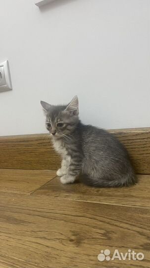 Котенок в добрые руки