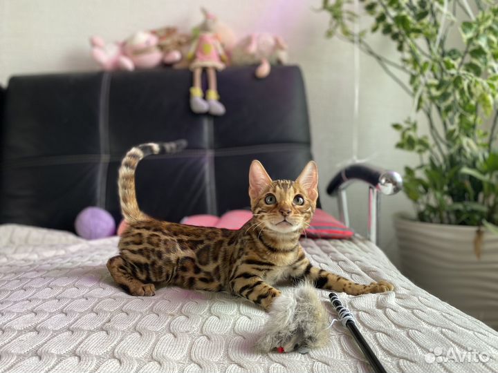 Минилеопард мальчик бенгал 2 мес