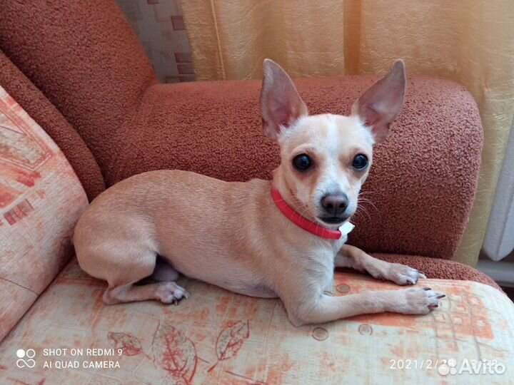 Вязка той-терьер