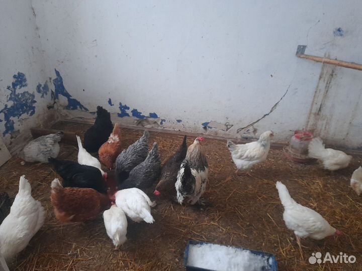 Куры несушки продам