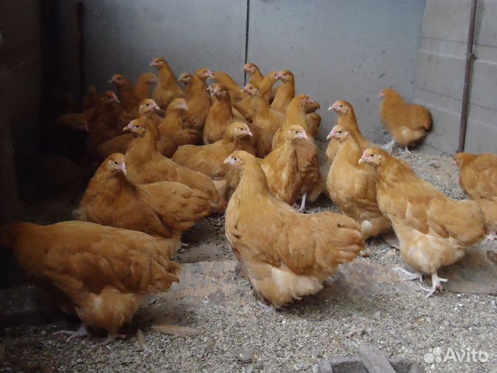 Орпингтон палевый,подростки