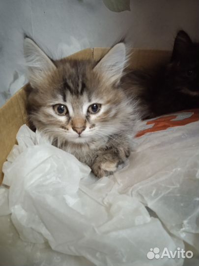Котята